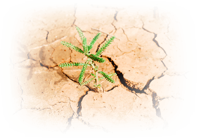 Negev desert plant