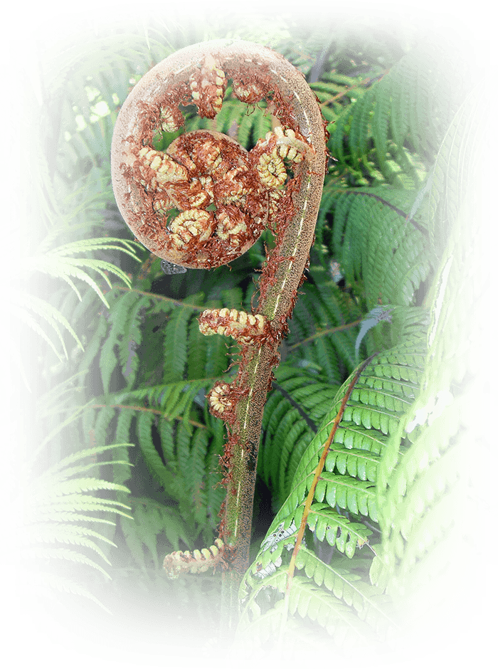 Koru fern